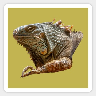 American Iguana Magnet